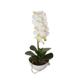 46cm Butterfly Orchid - White