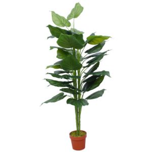 Taro Plant 150cm